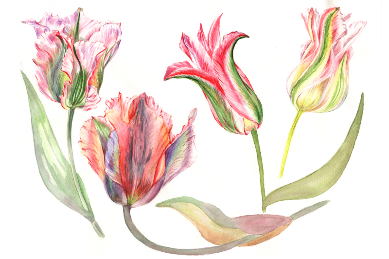 aquarelle-pink-tulip-flowers-png-set