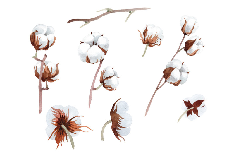 cotton-soft-flower-png-watercolor-set