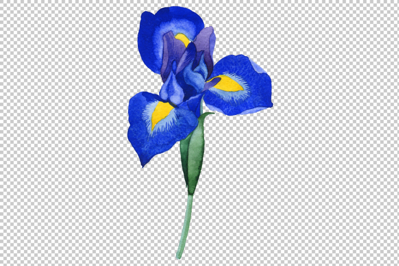 cool-blue-irises-png-watercolor-set