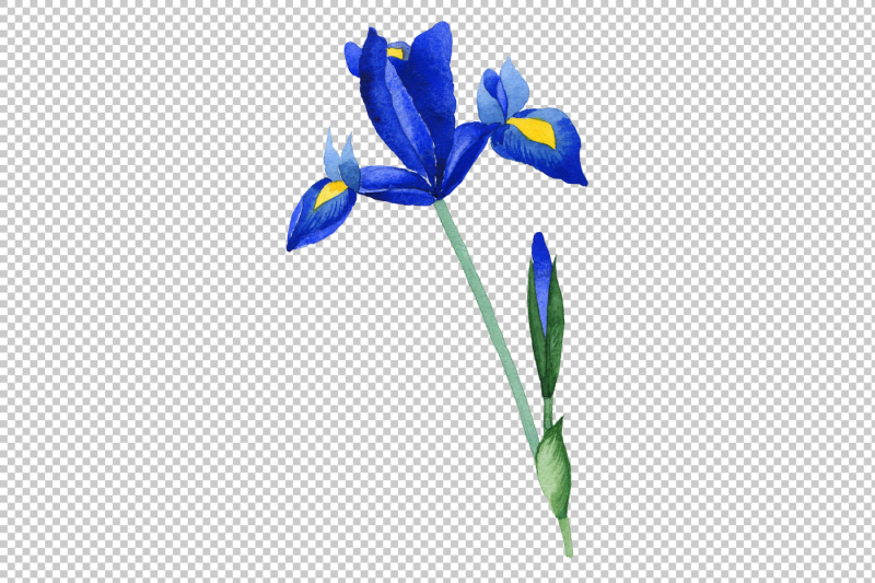 cool-blue-irises-png-watercolor-set