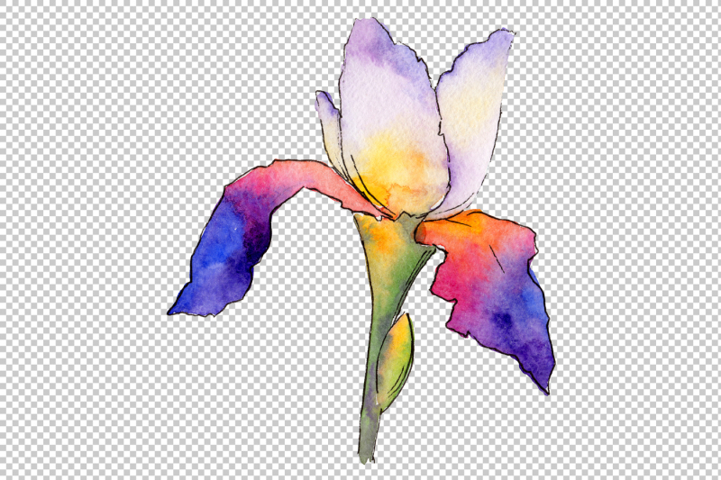 gently-purple-irises-png-watercolor-set