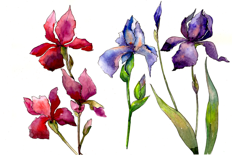 red-and-purple-irises-flowers-png-watercolor-set