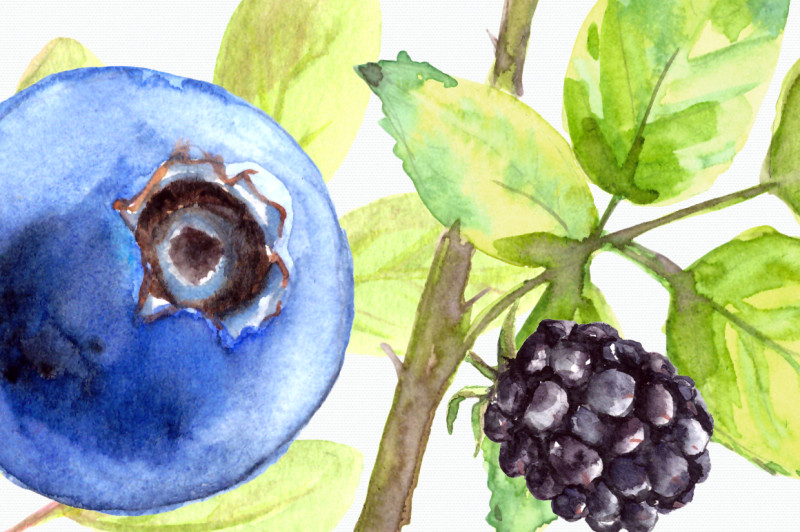 watercolor-berries-clip-art-set