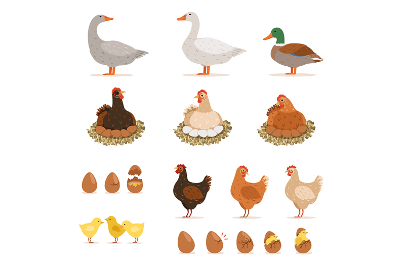 chicken-brood-hen-ducks-and-other-farm-birds-and-his-eggs