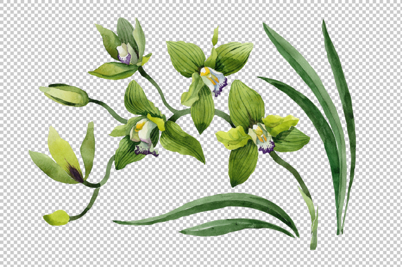 green-orchid-flower-png-watercolor-set