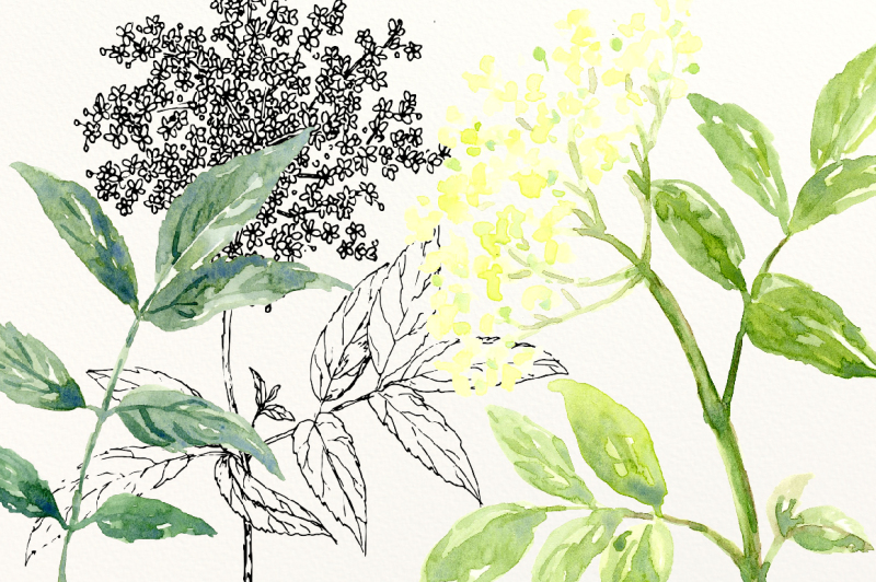 elderberry-elderflower-illustration