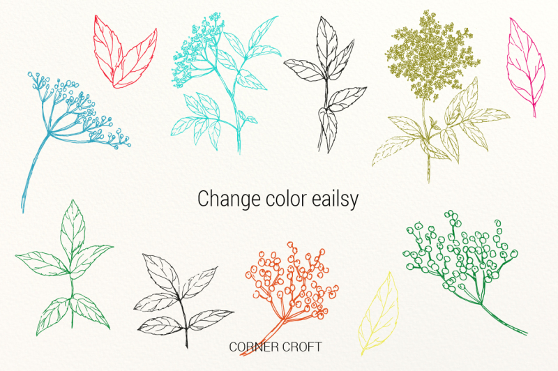 elderberry-elderflower-illustration