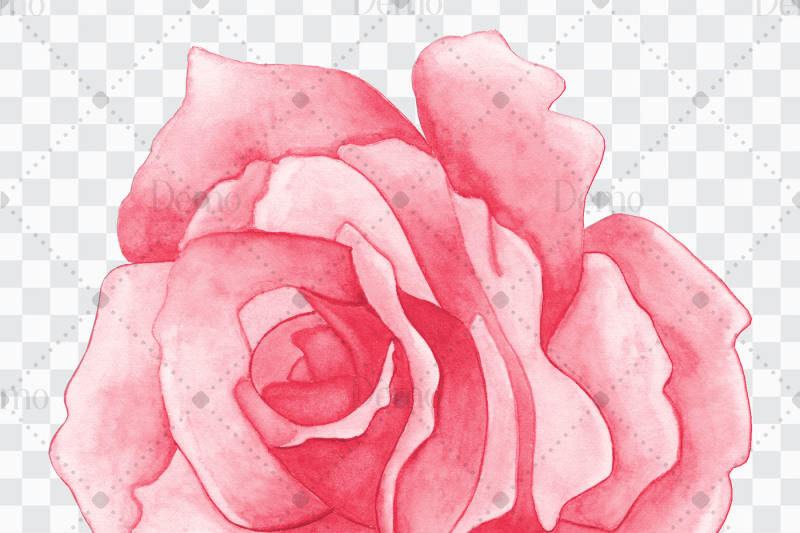 100-hand-painted-watercolor-rose-flower-clip-arts-side-view