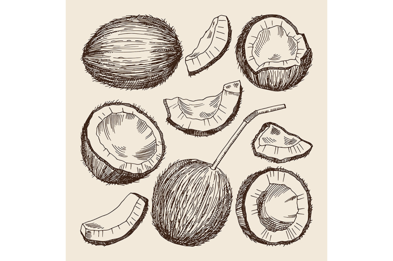 hand-drawing-illustrations-of-different-sides-of-coconut