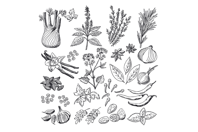 sketch-illustrations-of-spices-and-herbs