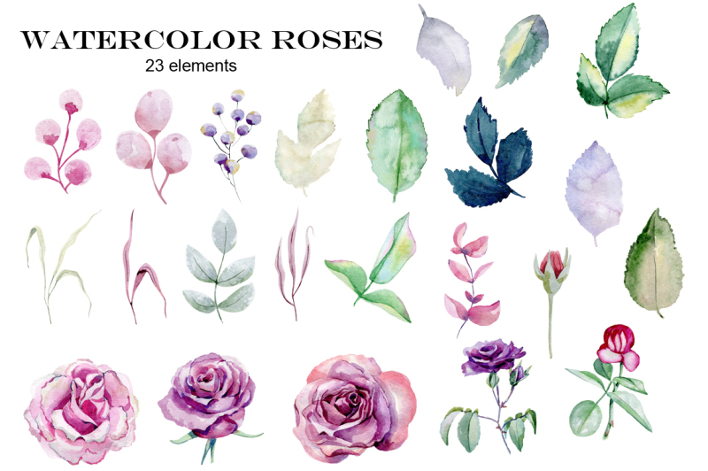 watercolor-roses-set