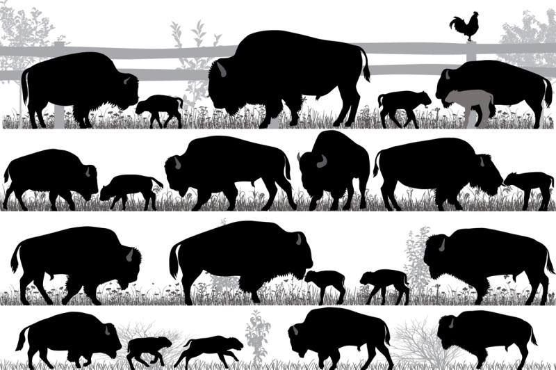american-bison-buffalo