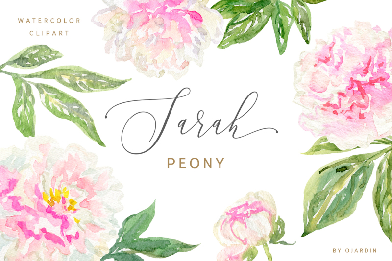 sarah-peony-watercolor-clipart