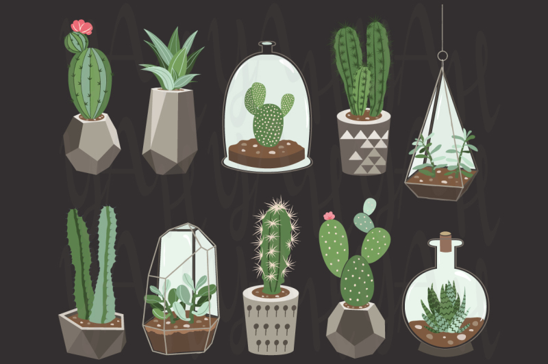 cactus-collections