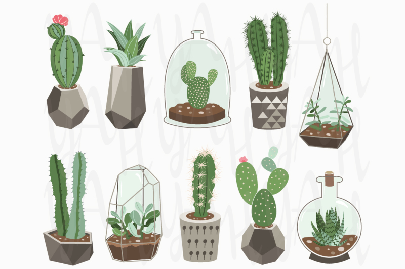 cactus-collections