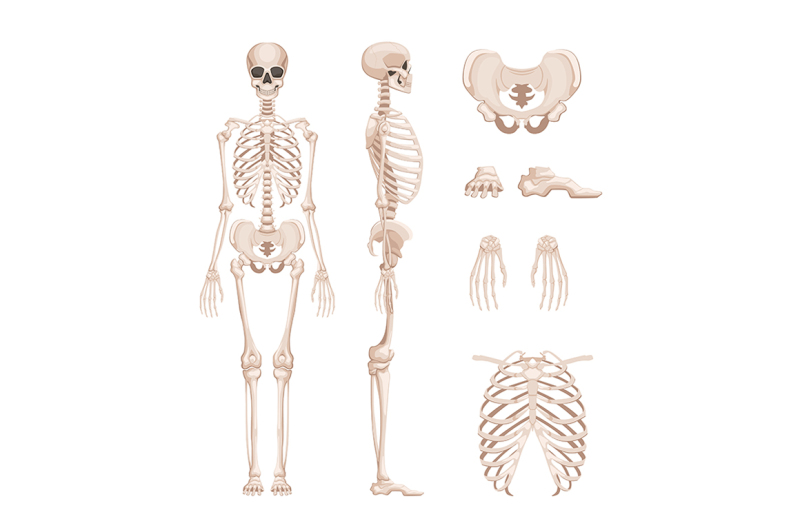 vector-illustration-of-human-skeleton-in-different-sides
