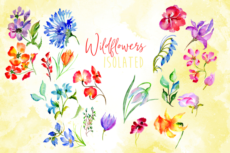 wildflowers-watercolor-png-set