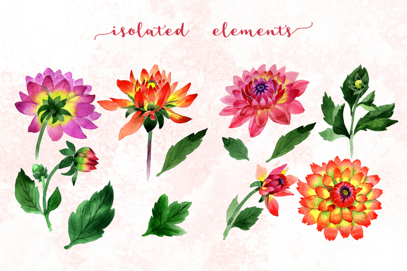 pink-dahlia-png-watercolor-set