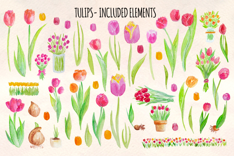 53-bright-tulip-watercolor-vector-clip-art