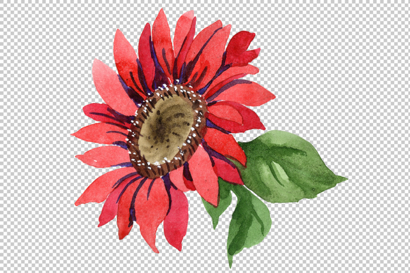 sunflower-red-flower-watercolor-png-set