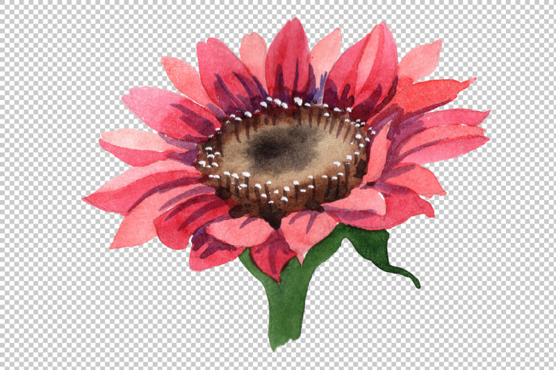 sunflower-red-flower-watercolor-png-set