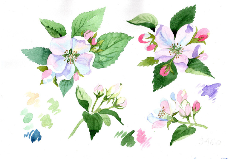 wildflower-apple-blossom-png-watercolor-set