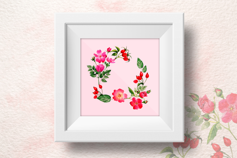 rosa-arkansana-png-watercolor-set