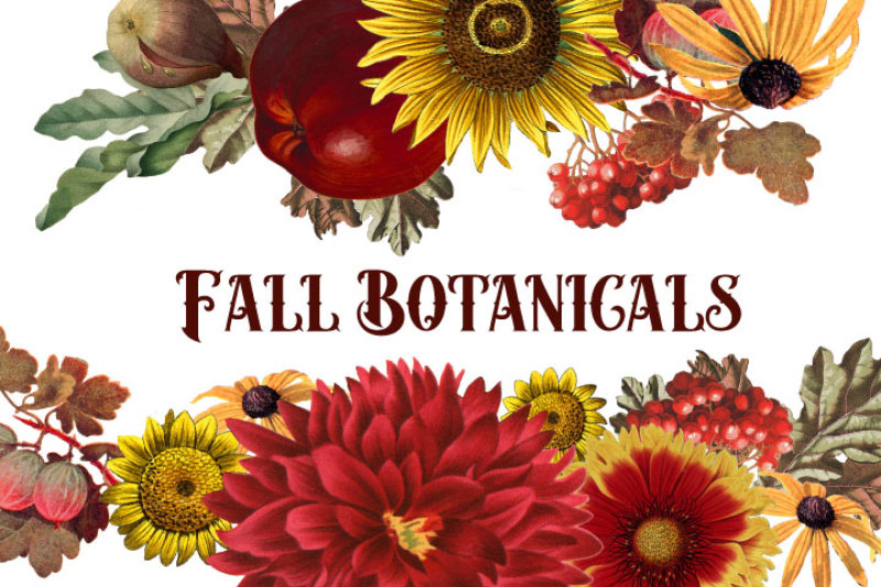 fall-clipart-vintage-botanical-digital-graphics