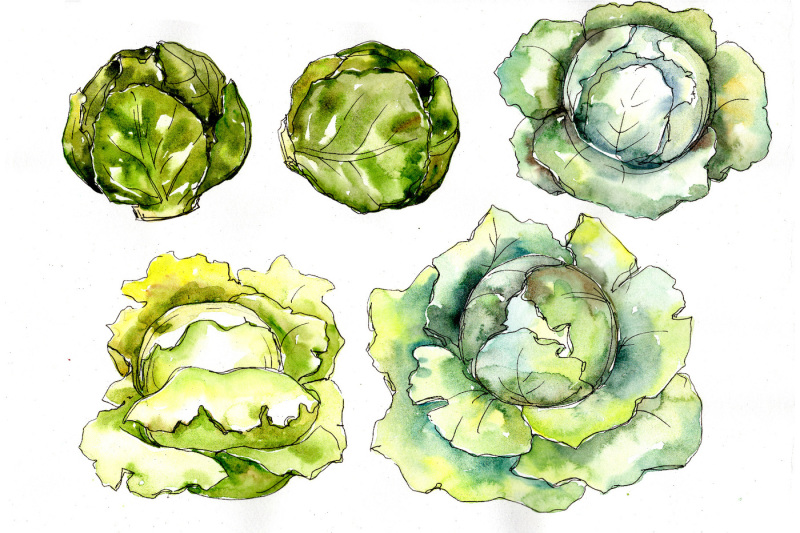 green-cabbage-vegetables-png-watercolor-set