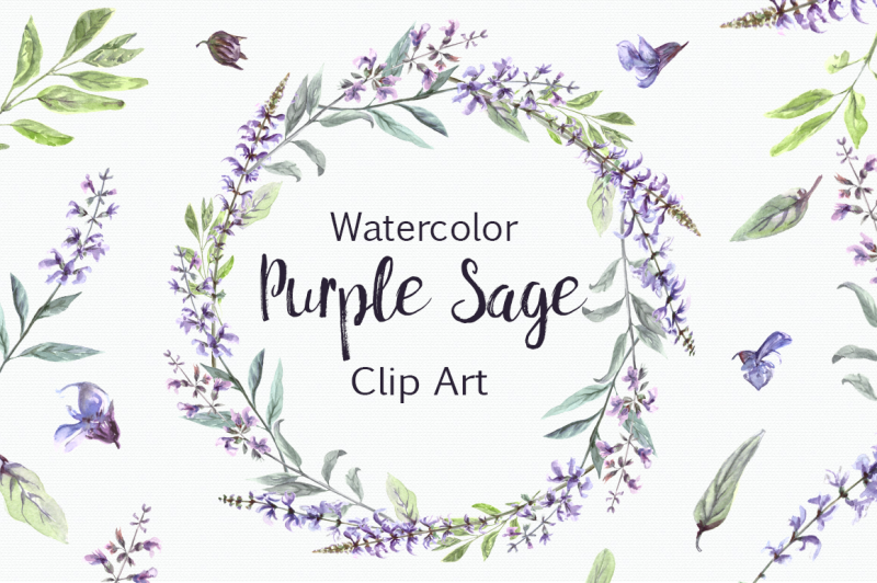 watercolor-purple-sage-clip-art-set