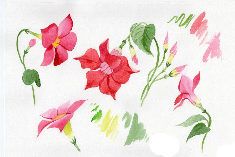 wildflower-red-dipladies-png-watercolor-set