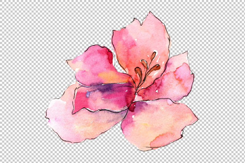 alstroemeria-pink-flower-png-watercolor-set-nbsp