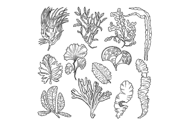 corals-and-underwater-plants-in-ocean-or-aquarium