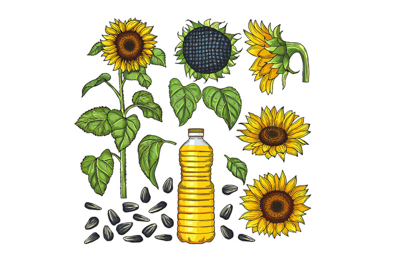 vector-pictures-of-nature-products-different-sides-of-sunflower