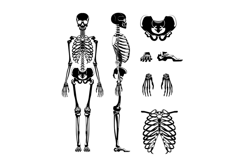 vector-silhouette-of-human-skeleton-anatomy-pictures