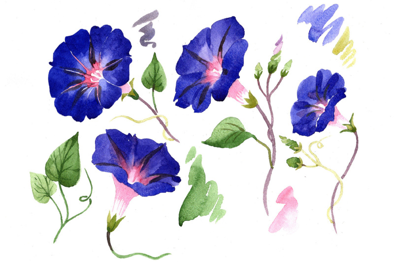 wildflower-ipomoea-dark-blue-png-watercolor-set
