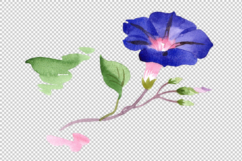wildflower-ipomoea-dark-blue-png-watercolor-set