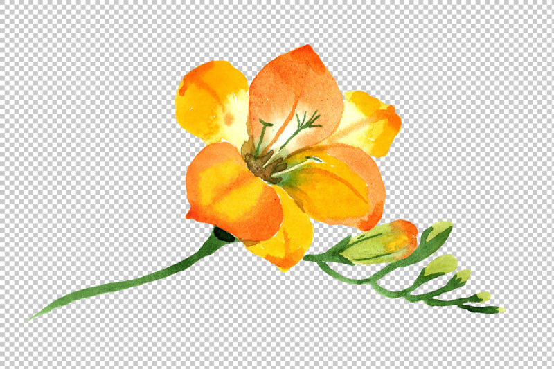 wildflower-yellow-freesia-png-watercolor-set