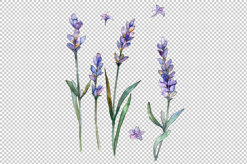 sweet-purple-lavender-flower-png-watercolor-set