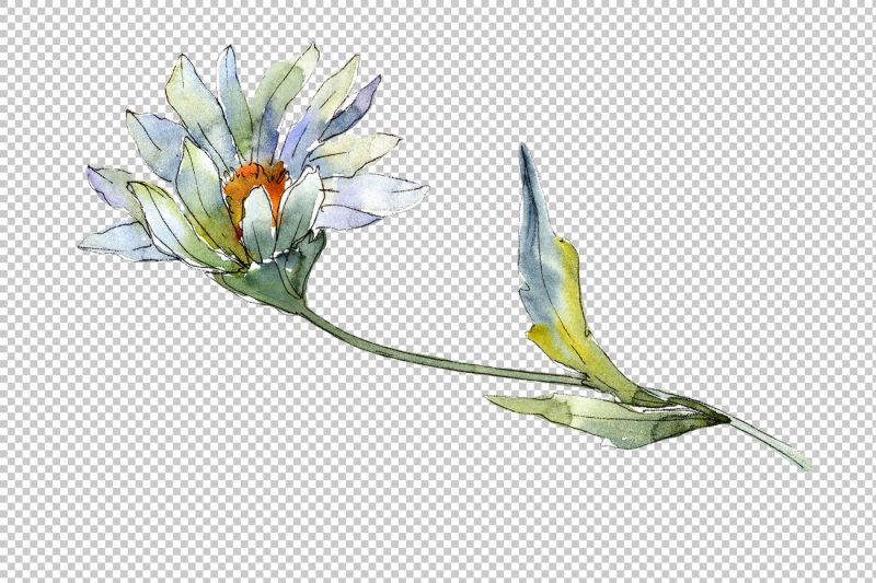 fine-white-daisy-png-watercolor-flower-set
