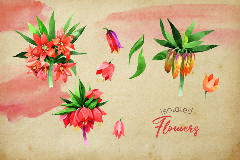 fritillaria-imperialis-png-watercolor-flower-set
