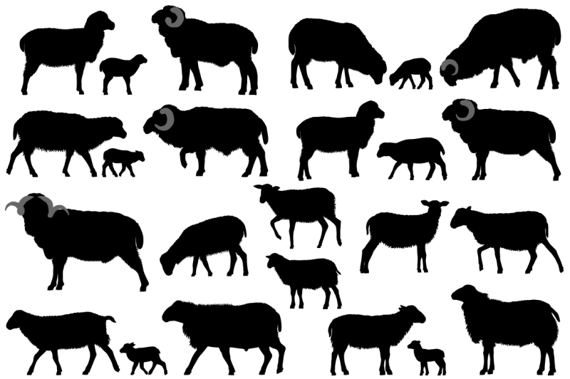 silhouettes-of-sheeps