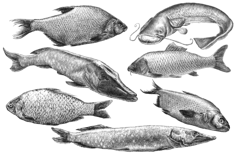 fishes-hand-drawn