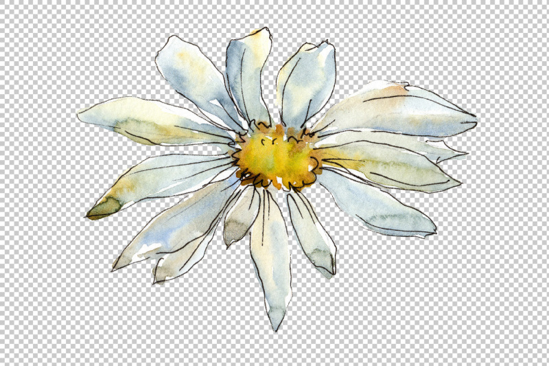 fine-wildflower-daisy-png-watercolor-set
