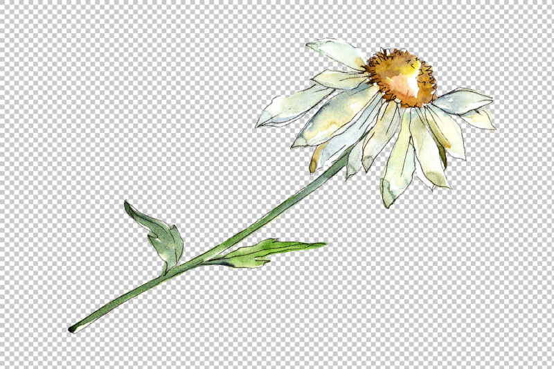 fine-wildflower-daisy-png-watercolor-set