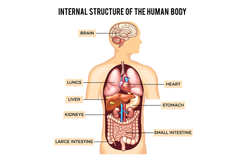 human-body-and-organs-systems-vector-infographic