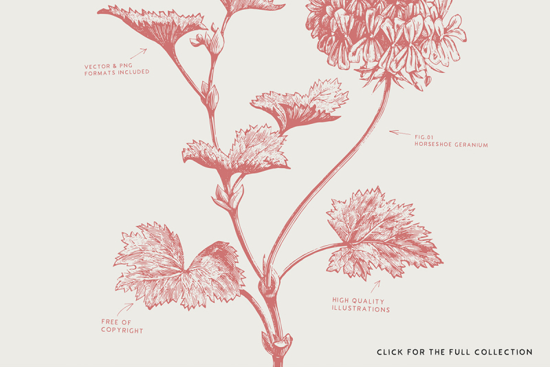 36-plant-and-flower-illustrations