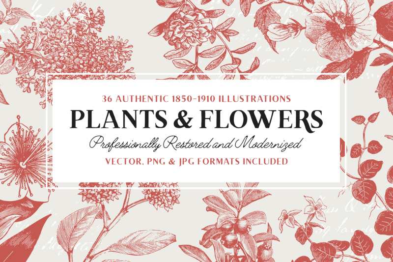 36-plant-and-flower-illustrations
