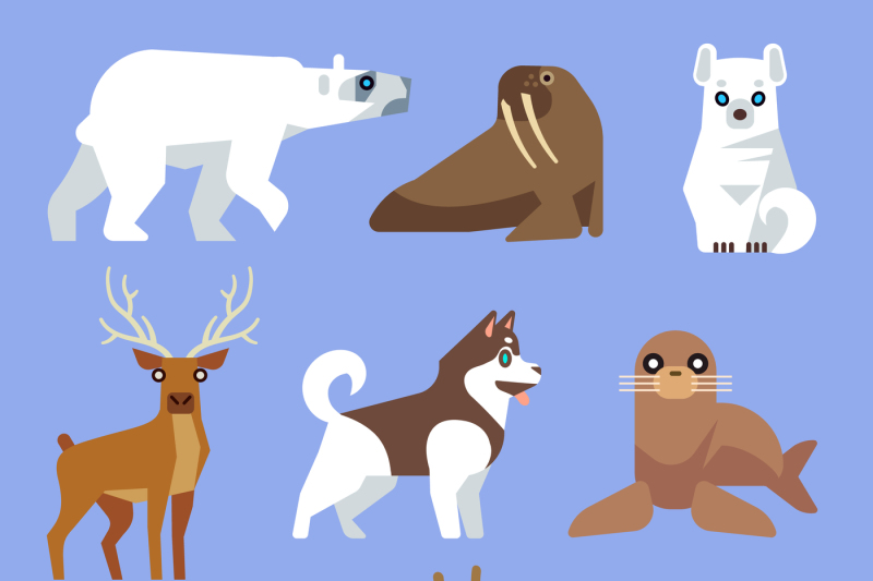 north-arctic-or-antarctic-animals-and-birds-vector-flat-collection