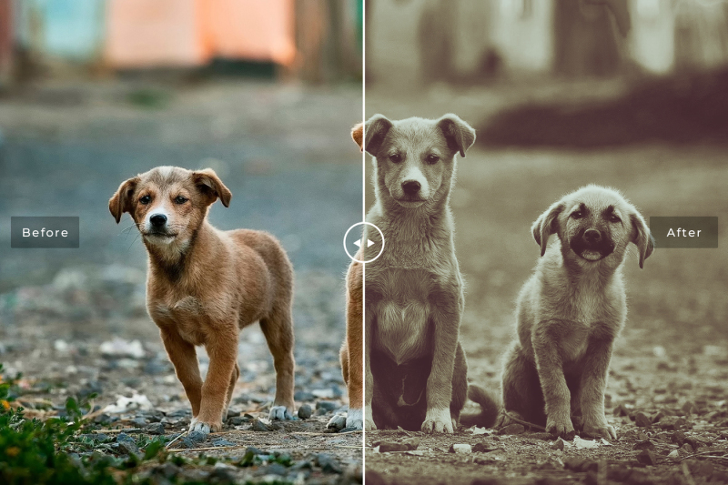 pet-photoshop-actions-collection